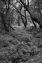 2007_Feb_23_Gomera_9046_modi_533x800_B_W_LR