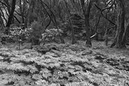 2007_Feb_23_Gomera_9125_modi_800x533_B_W_LR