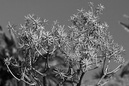 2007_Feb_23_Gomera_9168_modi_800x533_B_W_LR