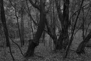 2007_Feb_25_Gomera_9653_modi_800x533_B_W_LR